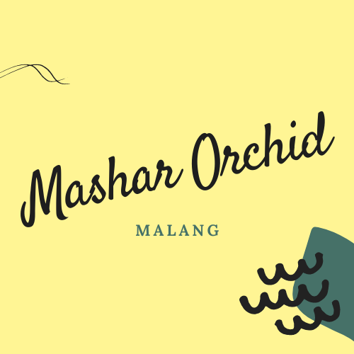 Mashar Orchid