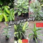 alvi green shop